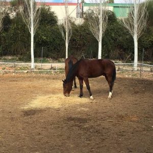 Pupilaje de caballos en semilibertad en Villarejo de Salvanés